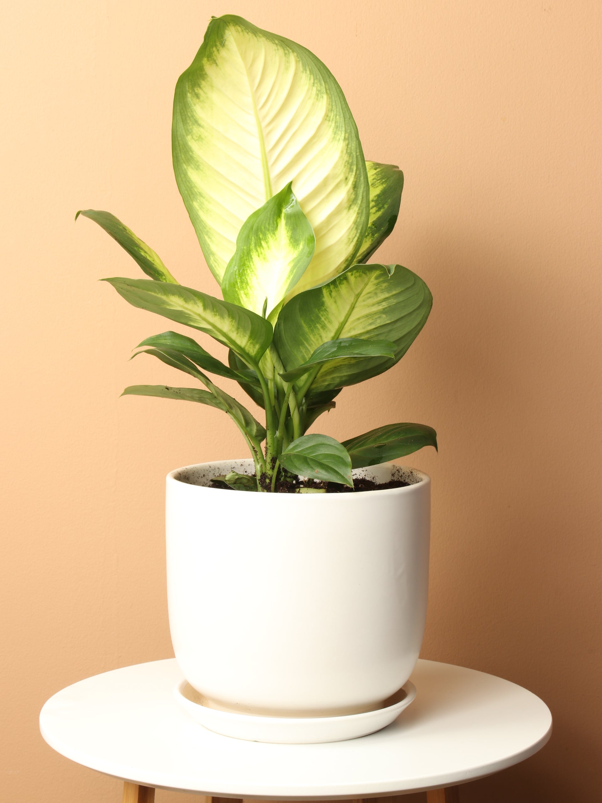 dieffenbachia camille flower Medium Dieffenbachia 'Camille' – Dahing Plants