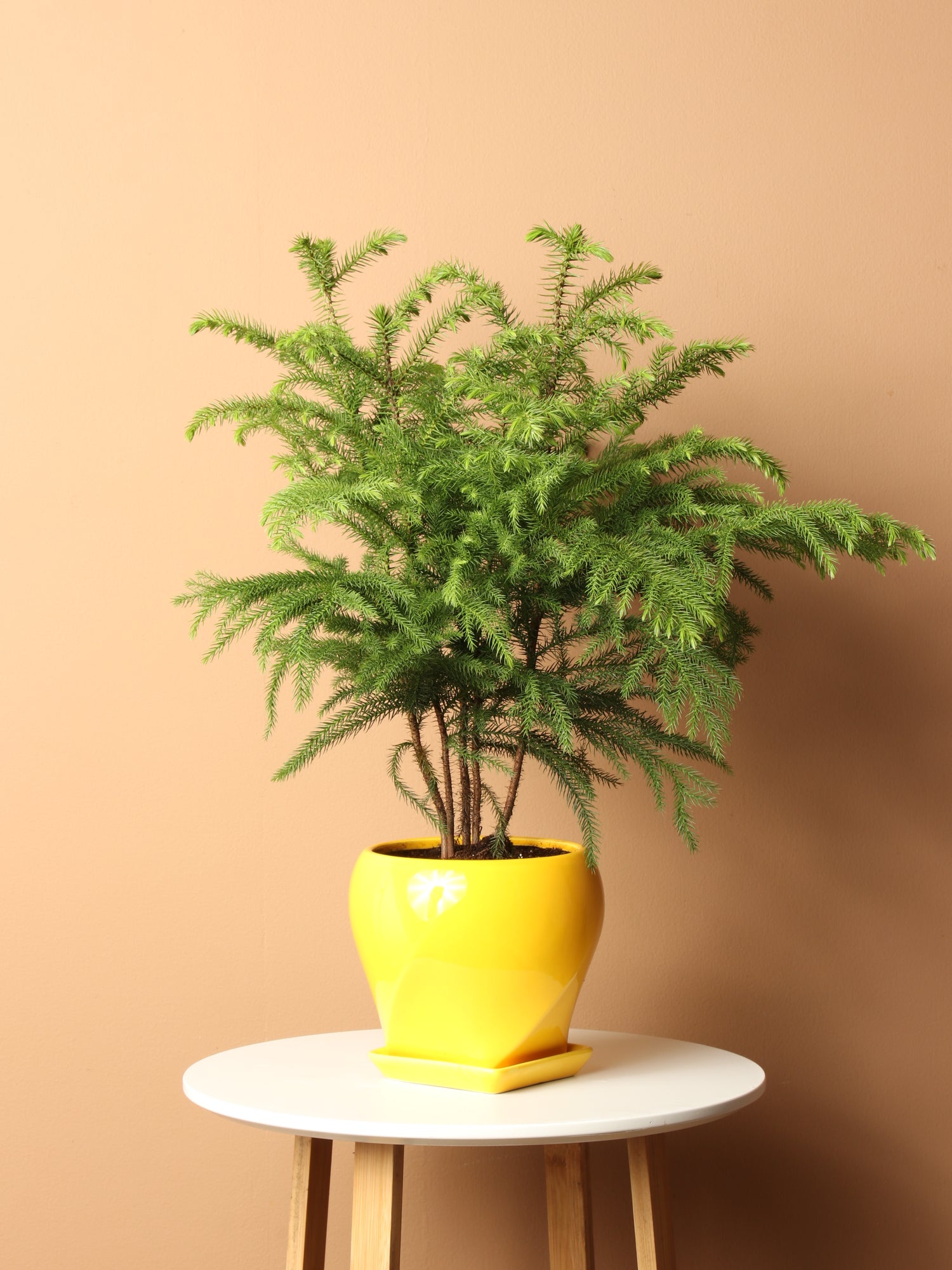 house plant pine Medium Norfolk Island Pine