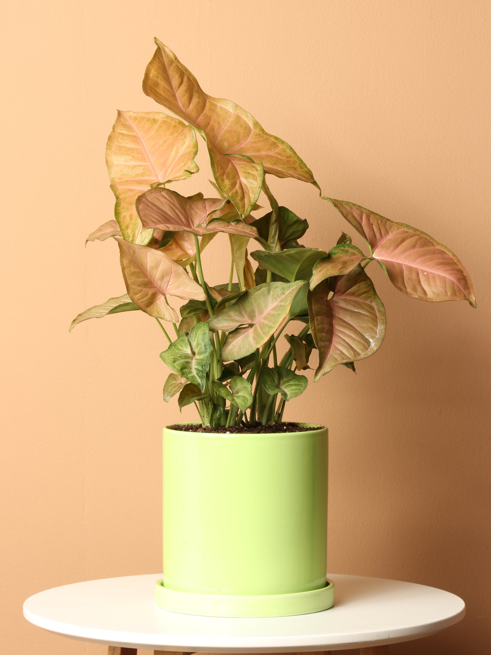 arrowhead plant pot Buy Pink Arrowhead Plant Online | Indoor House Plant