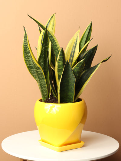Medium Snake Plants Rubia