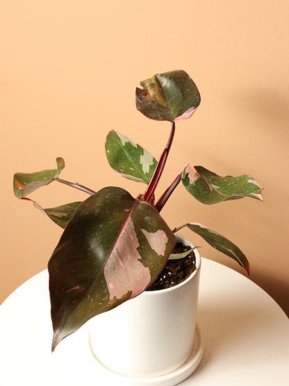 tiny philodendron reddit Buy Philodendron 'Pink Princess' Online | Rare House Plant