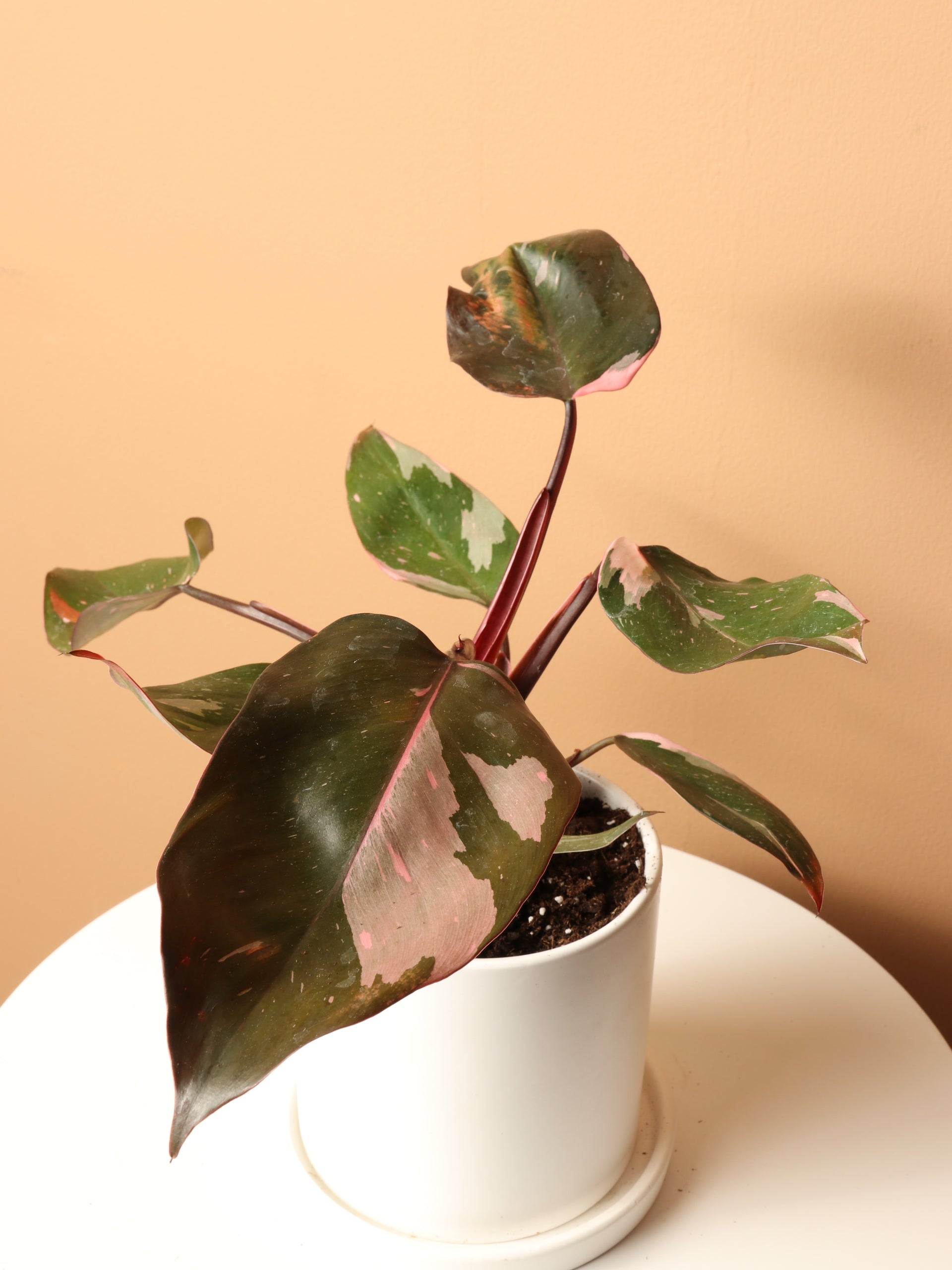 Small Philodendron 'Pink Princess'  Dahing Plants