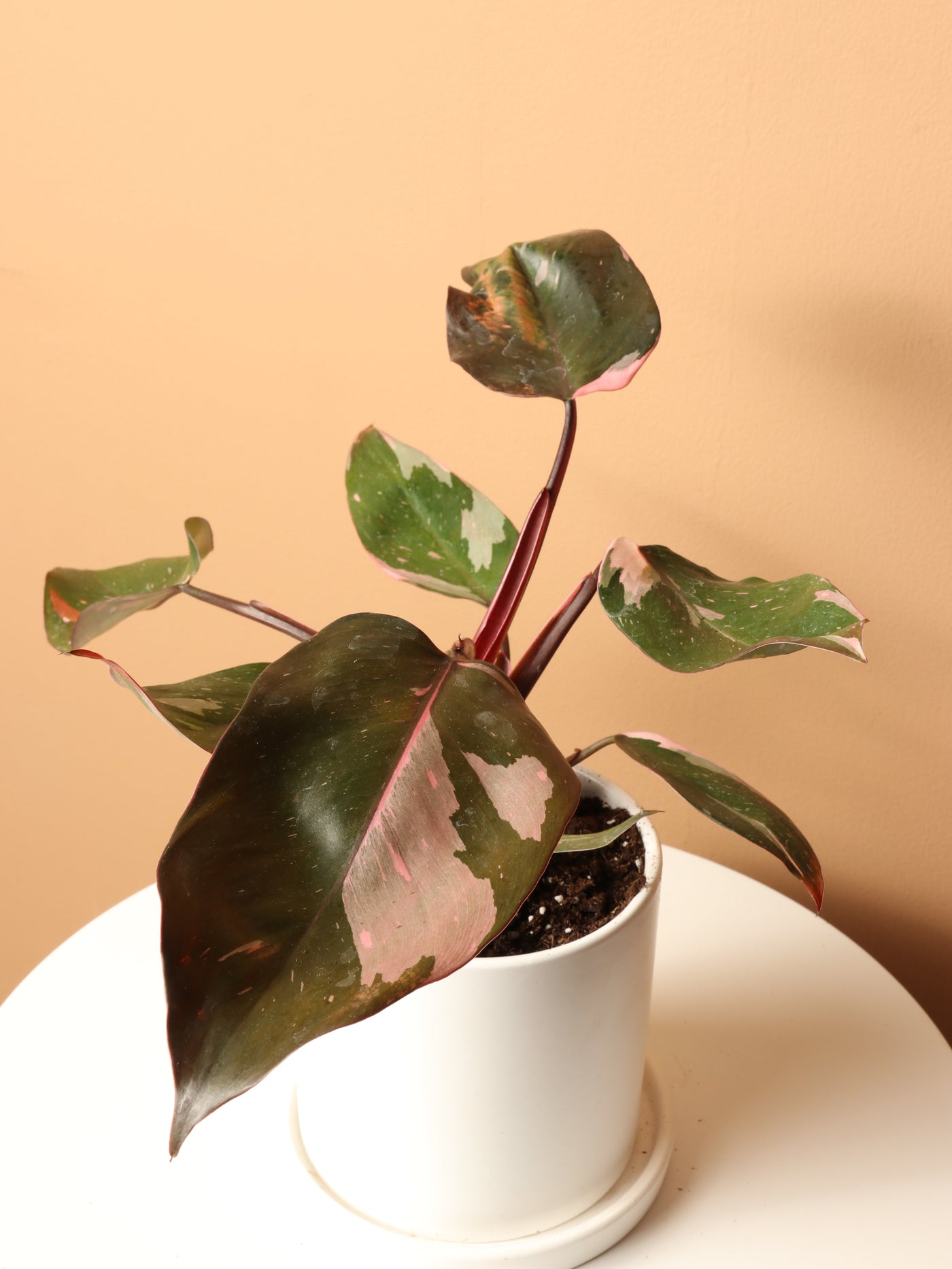 Small Philodendron 'Pink Princess'