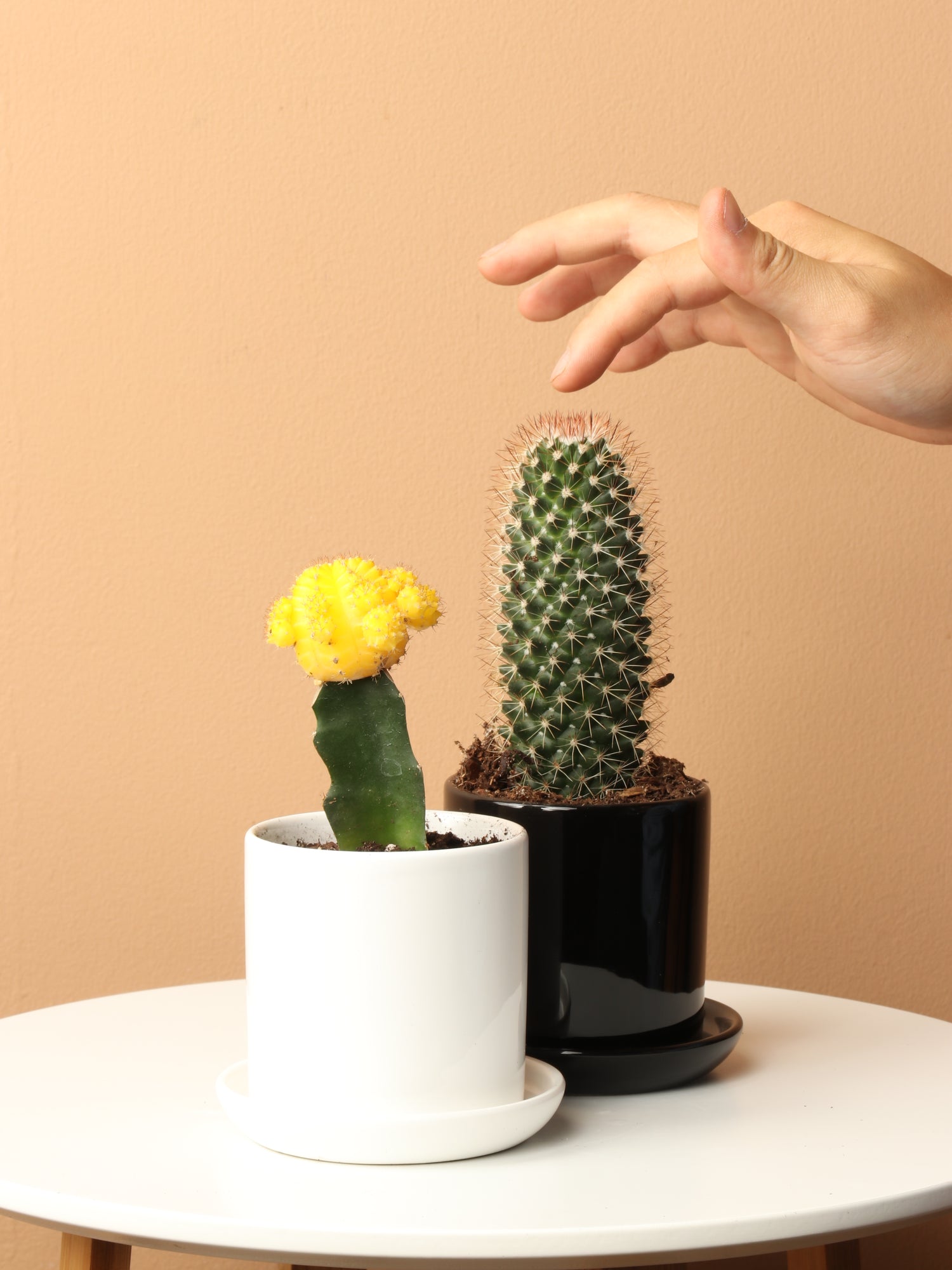 tiny cactus succulent Small Cactus Couple – Dahing Plants