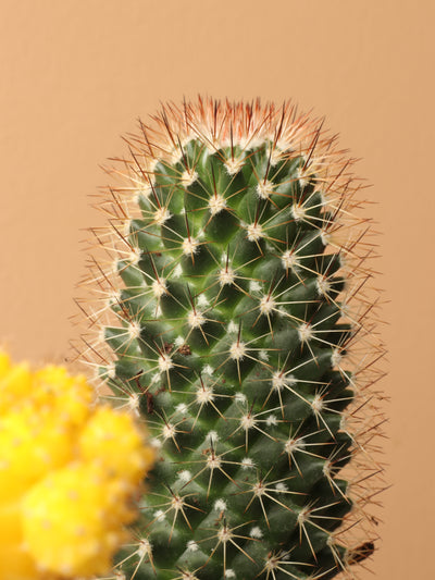 Small Cactus Couple