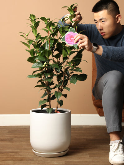 Large Camellia Plants (Pink)