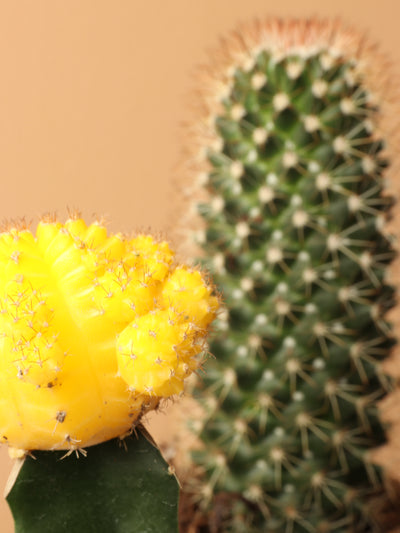 Small Cactus Couple