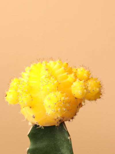 Small Cactus Couple