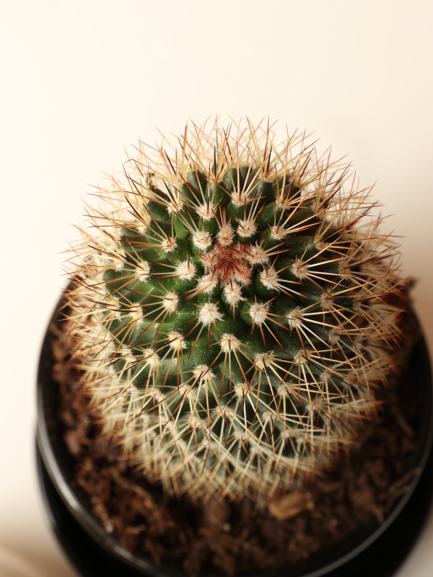 Small Cactus Couple