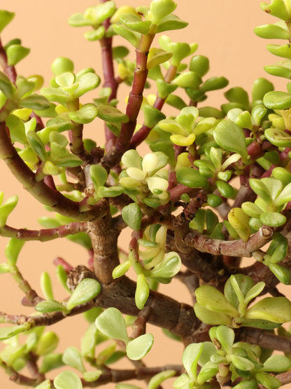 Small Rainbow Elephant Bush