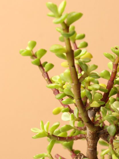 Small Rainbow Elephant Bush