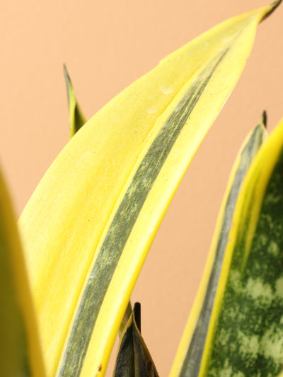 Medium Snake Plants Rubia