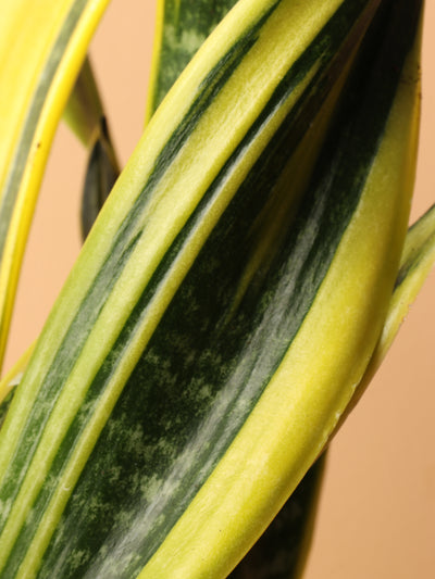 Medium Snake Plants Rubia