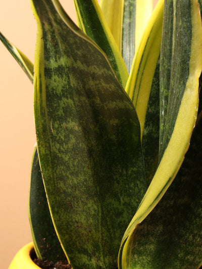 Medium Snake Plants Rubia