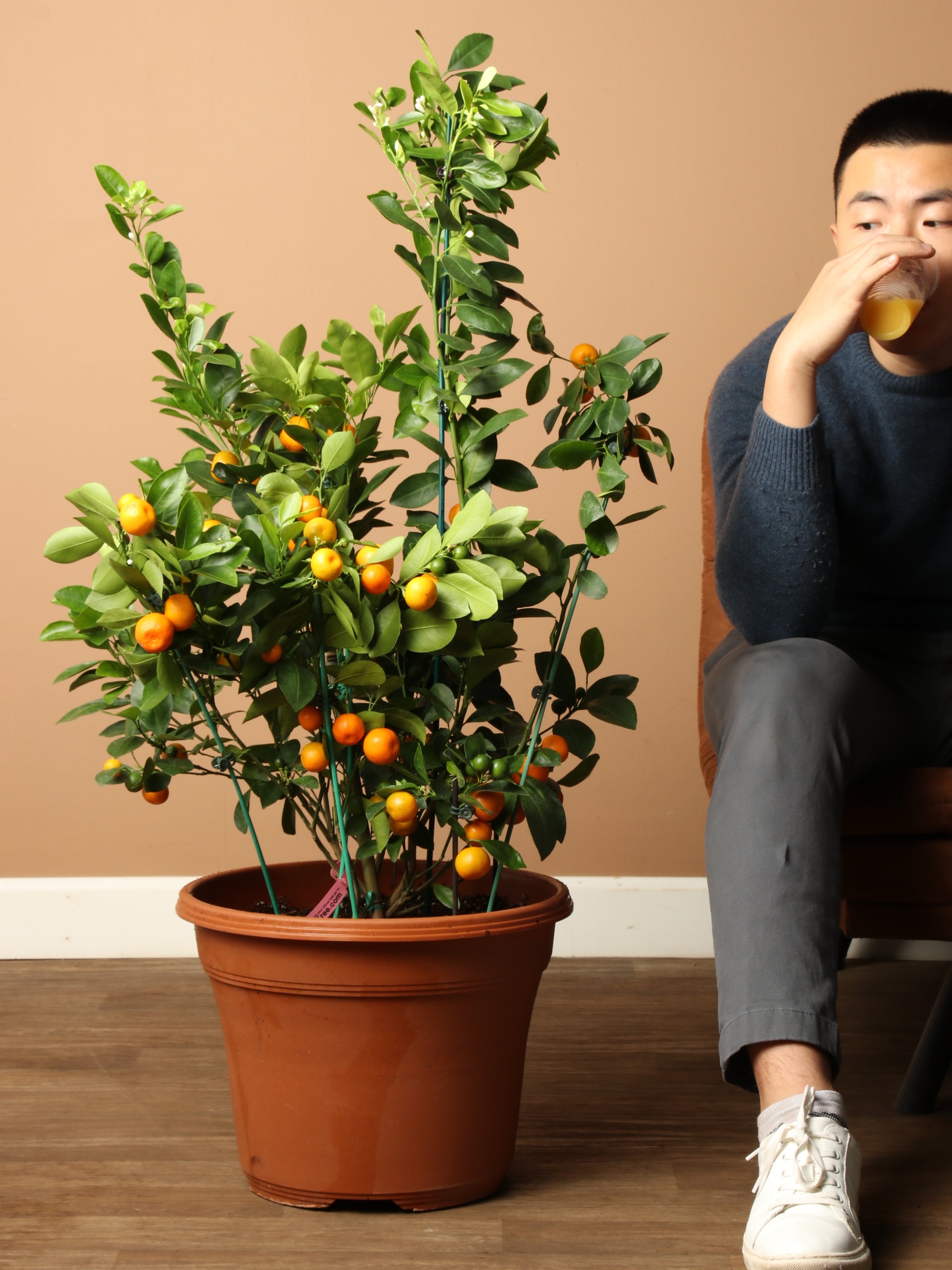 calamondin orange trees Buy (Bigger) Calamondin Bush Online | Indoor Tree