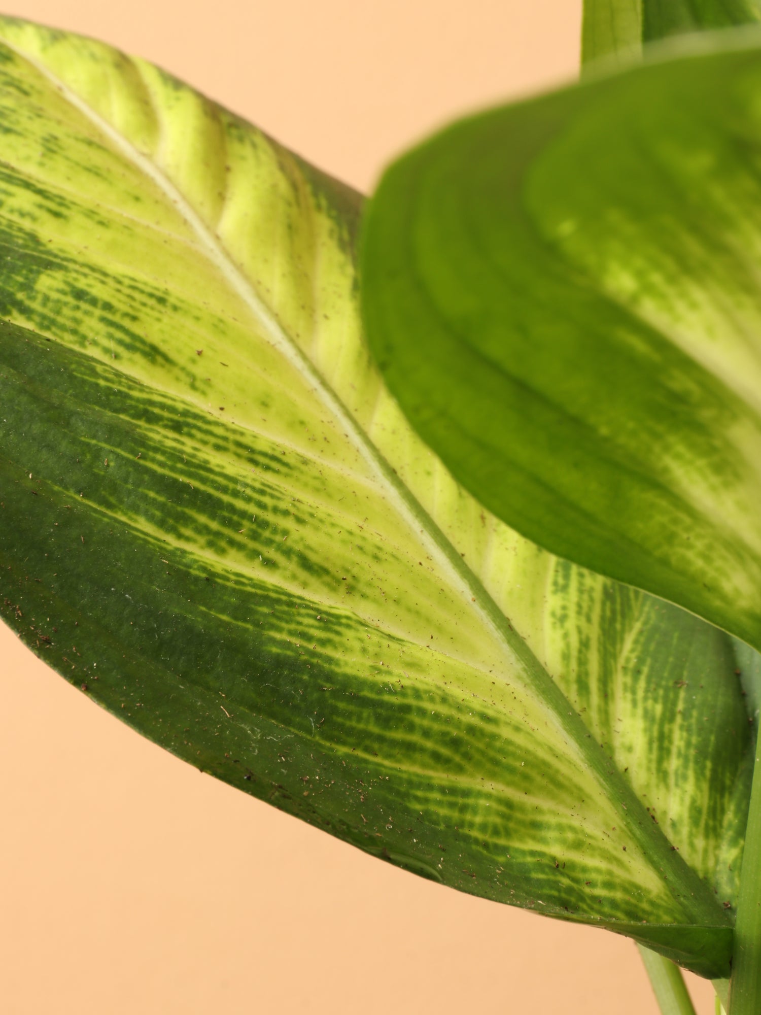 Medium Dieffenbachia &