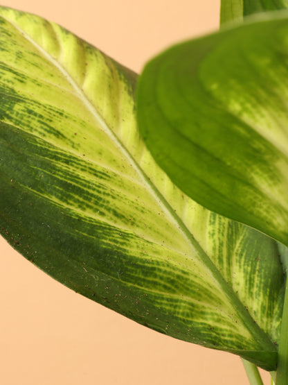 Medium Dieffenbachia &