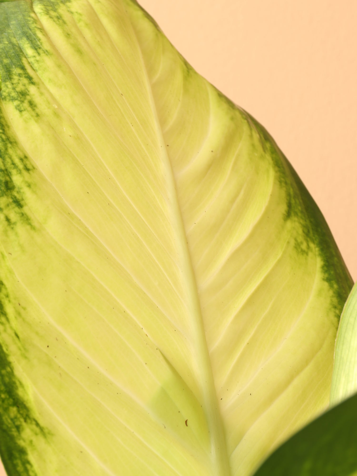 dieffenbachia camille vs marianne Medium Dieffenbachia 'Camille' – Dahing Plants