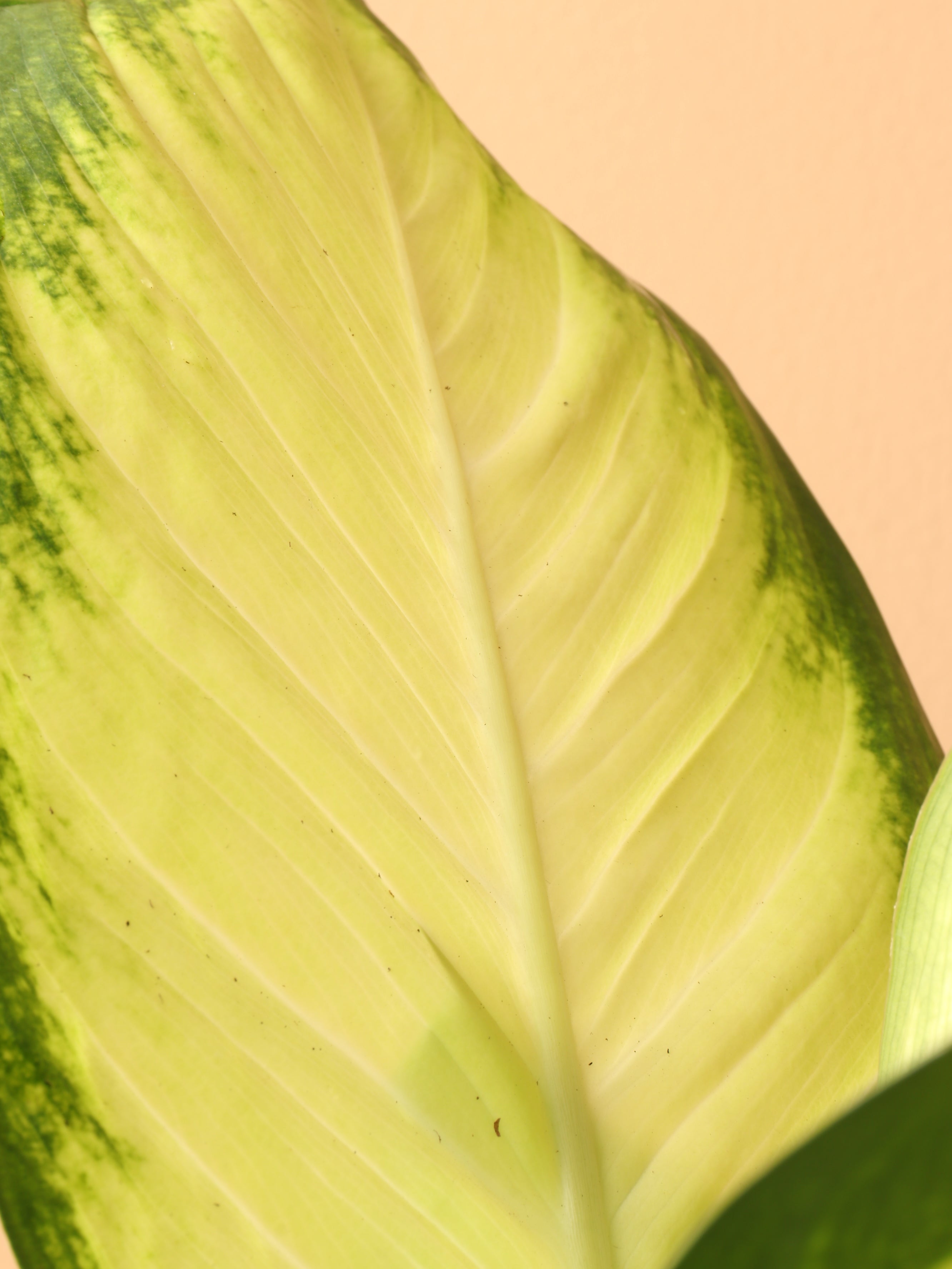 Medium Dieffenbachia &