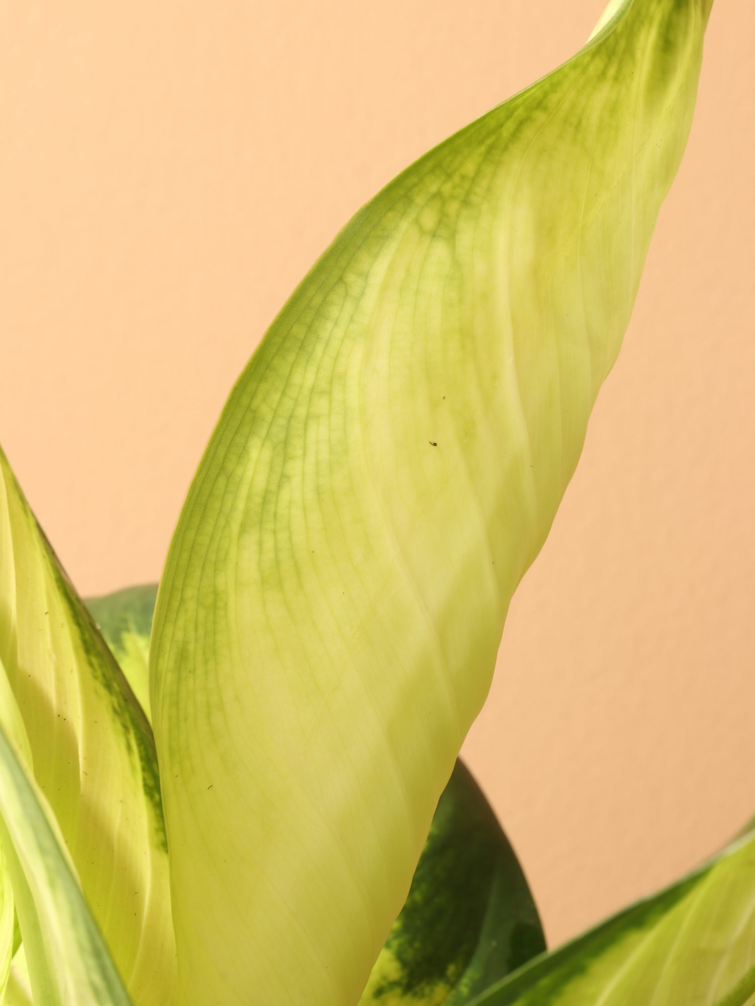 dieffenbachia camille lowes Medium Dieffenbachia 'Camille' – Dahing Plants