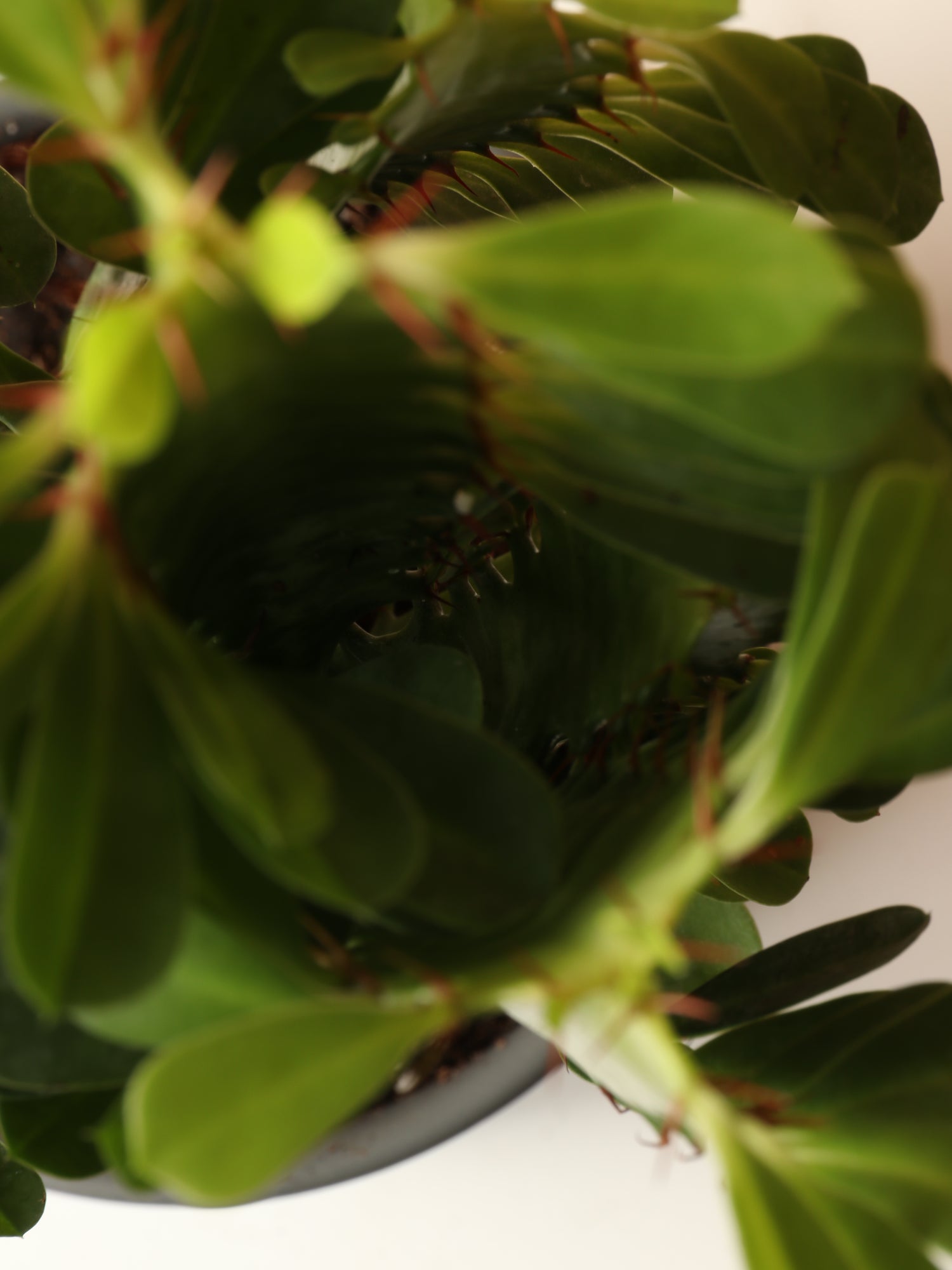 succulent with milky sap Small African Milk Tree (Euphorbia Cactus)