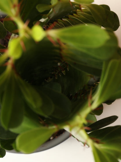 Small African Milk Tree (Euphorbia Cactus)
