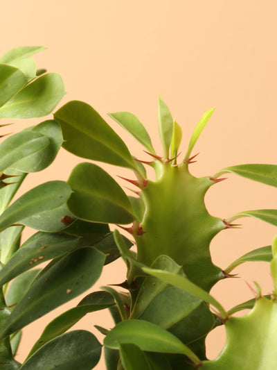 Small African Milk Tree (Euphorbia Cactus)