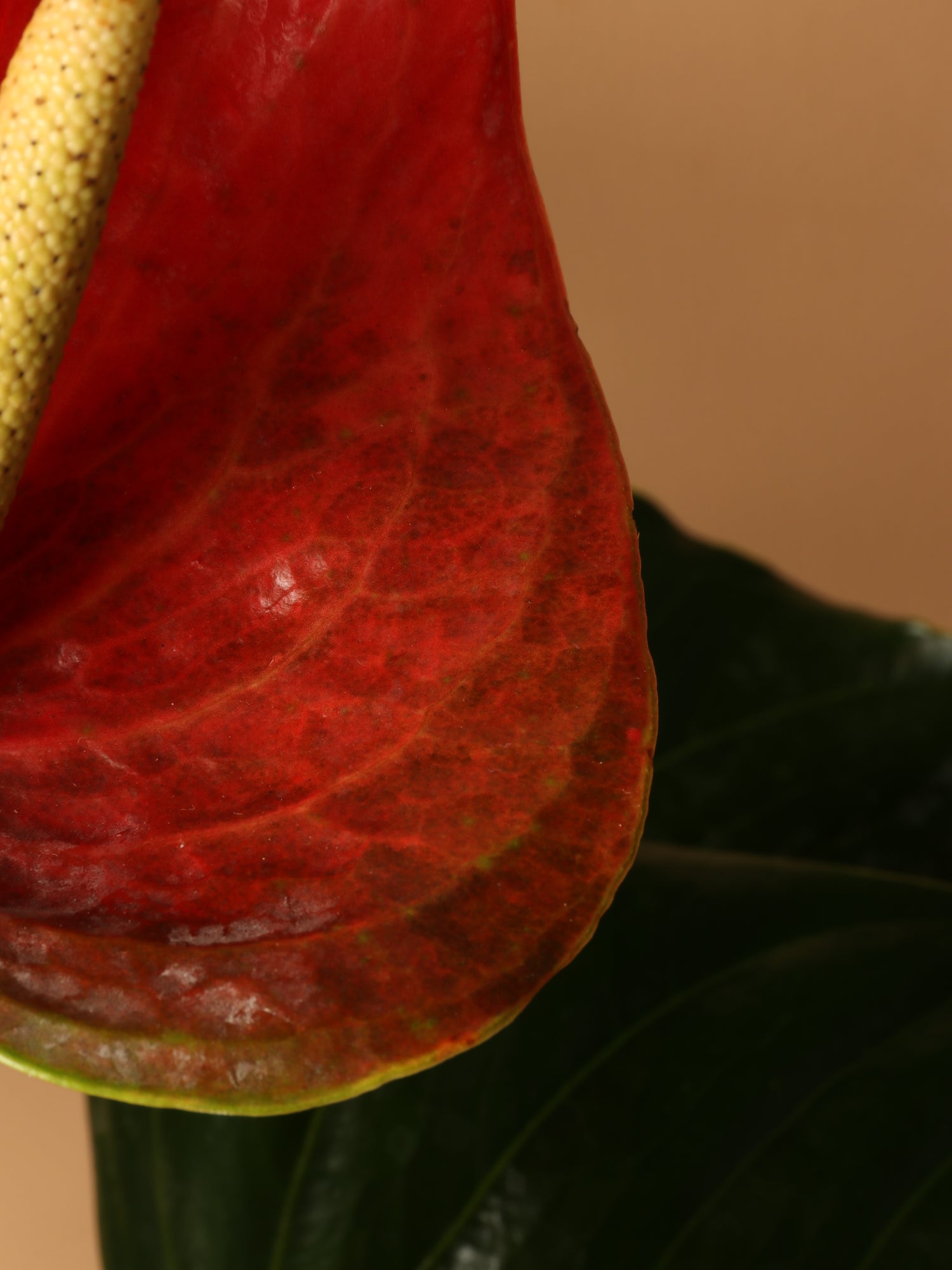 anthurium plant buy online Large Red Anthurium