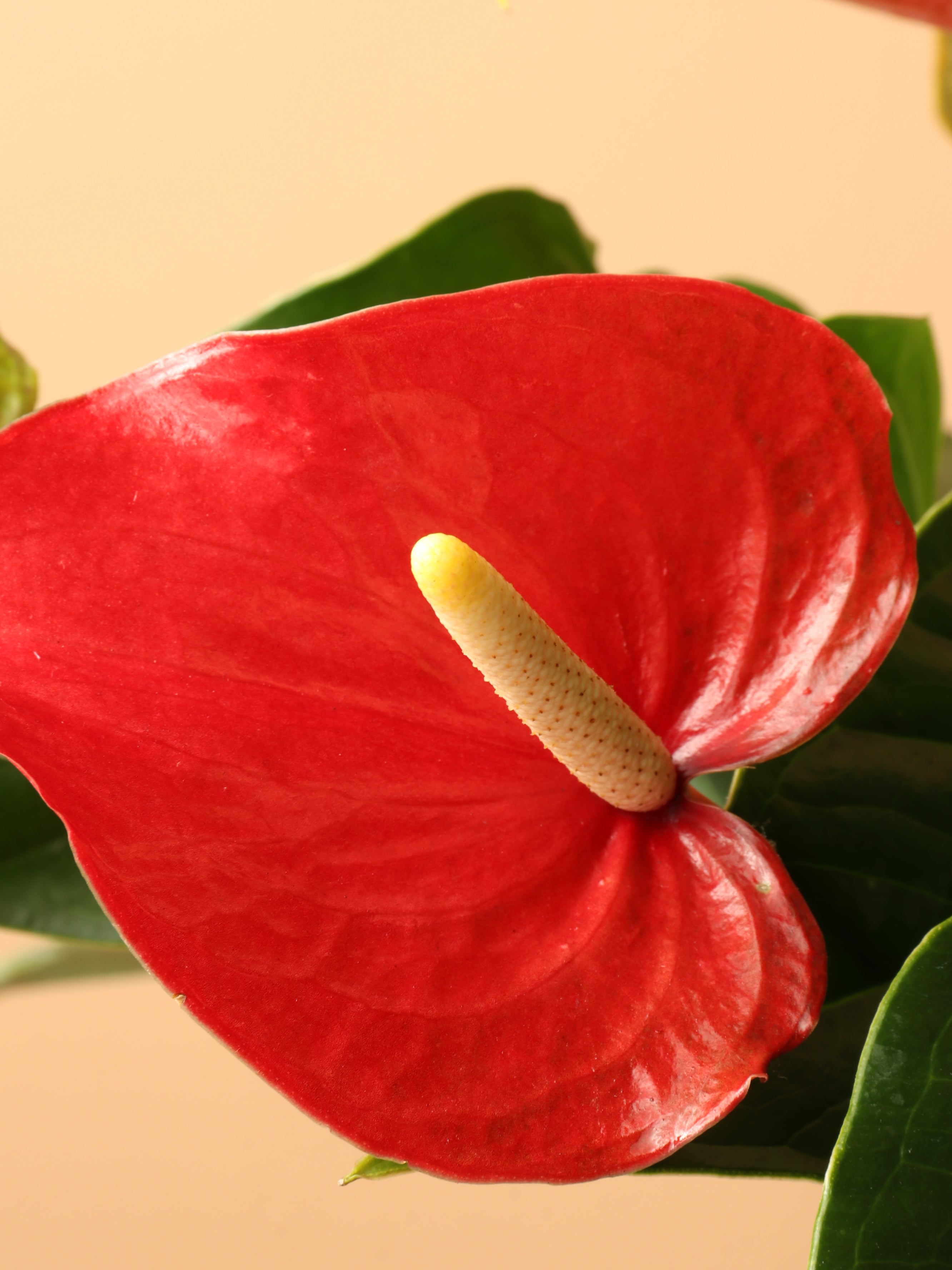 Dahing Plants Anthurium