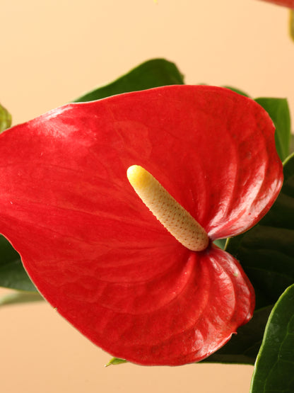 giant anthurium flower Buy Large Red Anthurium Online | Large Indoor Plant