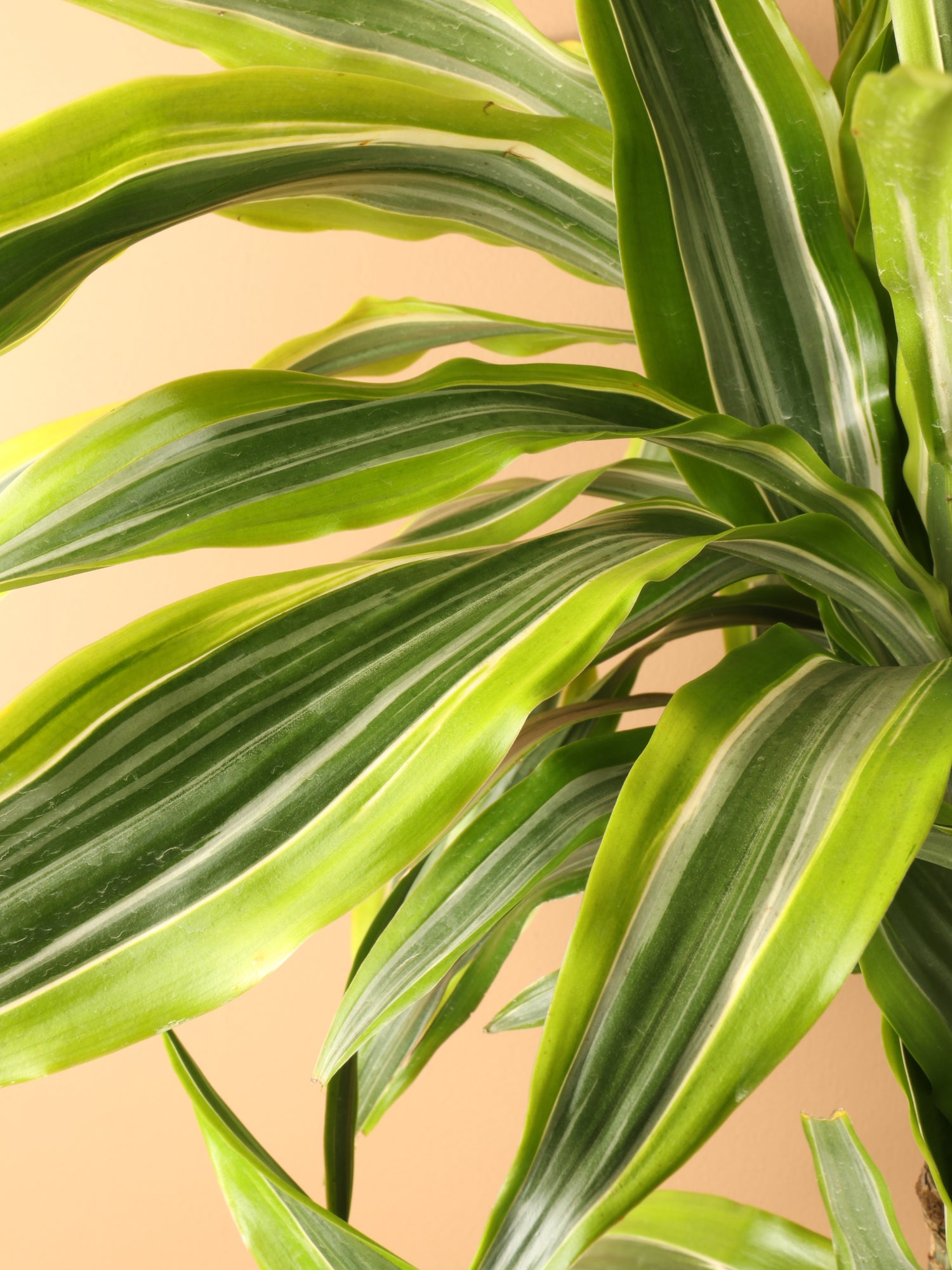 dracaena cantleyi 6-8ft Dracaena Warneckii 'Lemon Lime' Cane – Dahing Plants