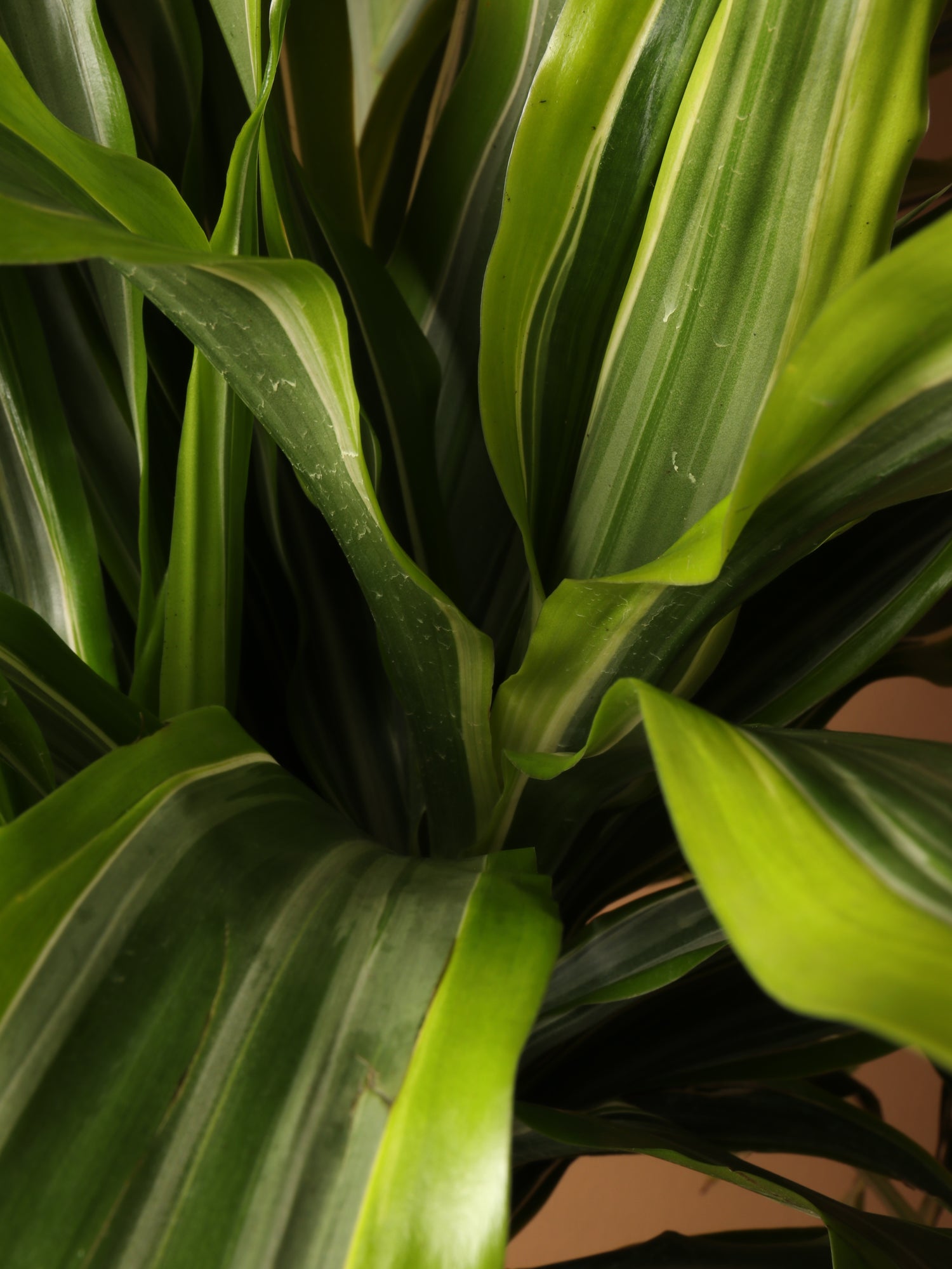 dracaena warneckii size Full Size Dracaena Warneckii 'Lemon Lime' Cane