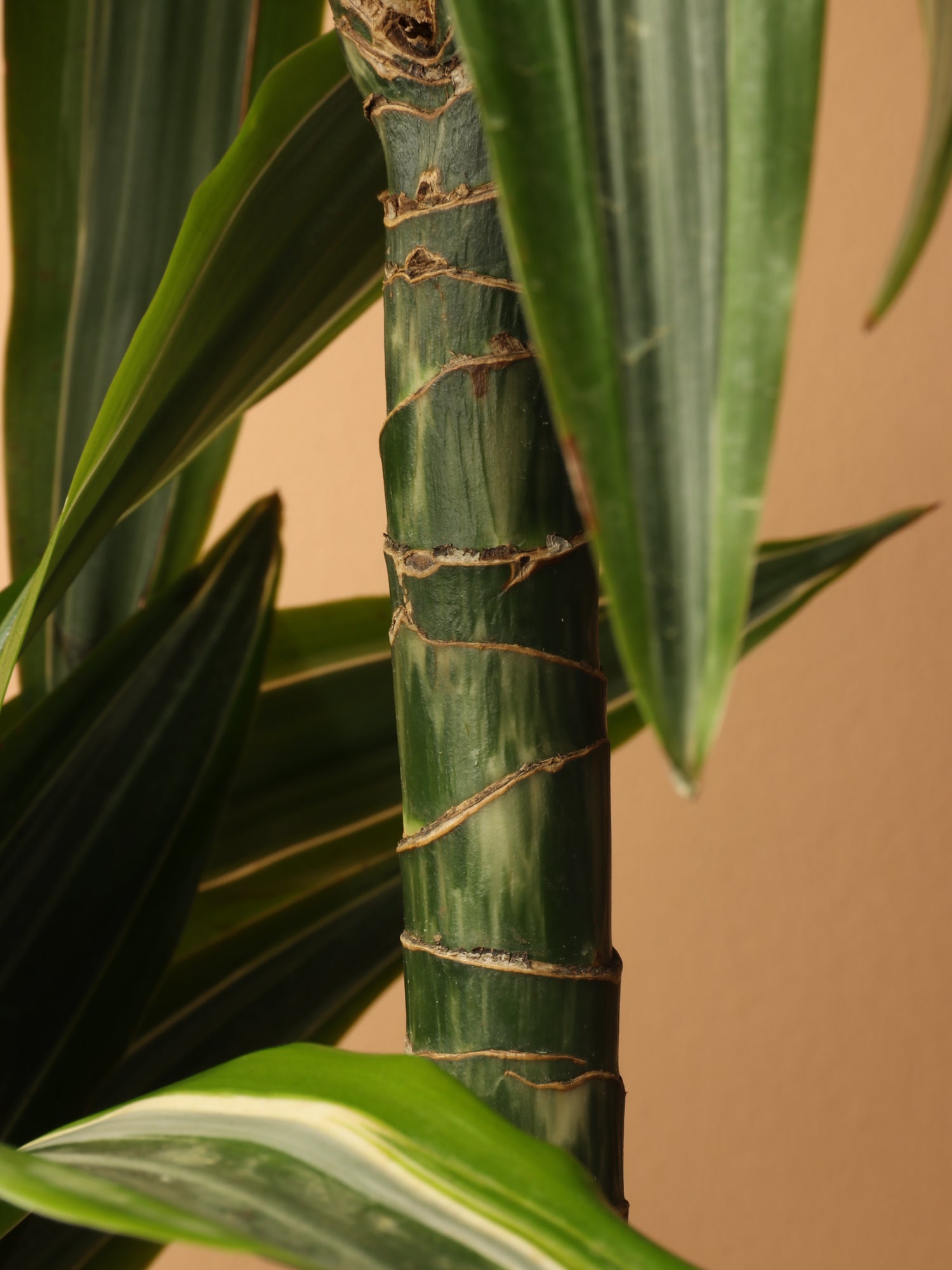 lemon lime variegated dracaena 6-8ft Dracaena Warneckii 'Lemon Lime' Cane – Dahing Plants