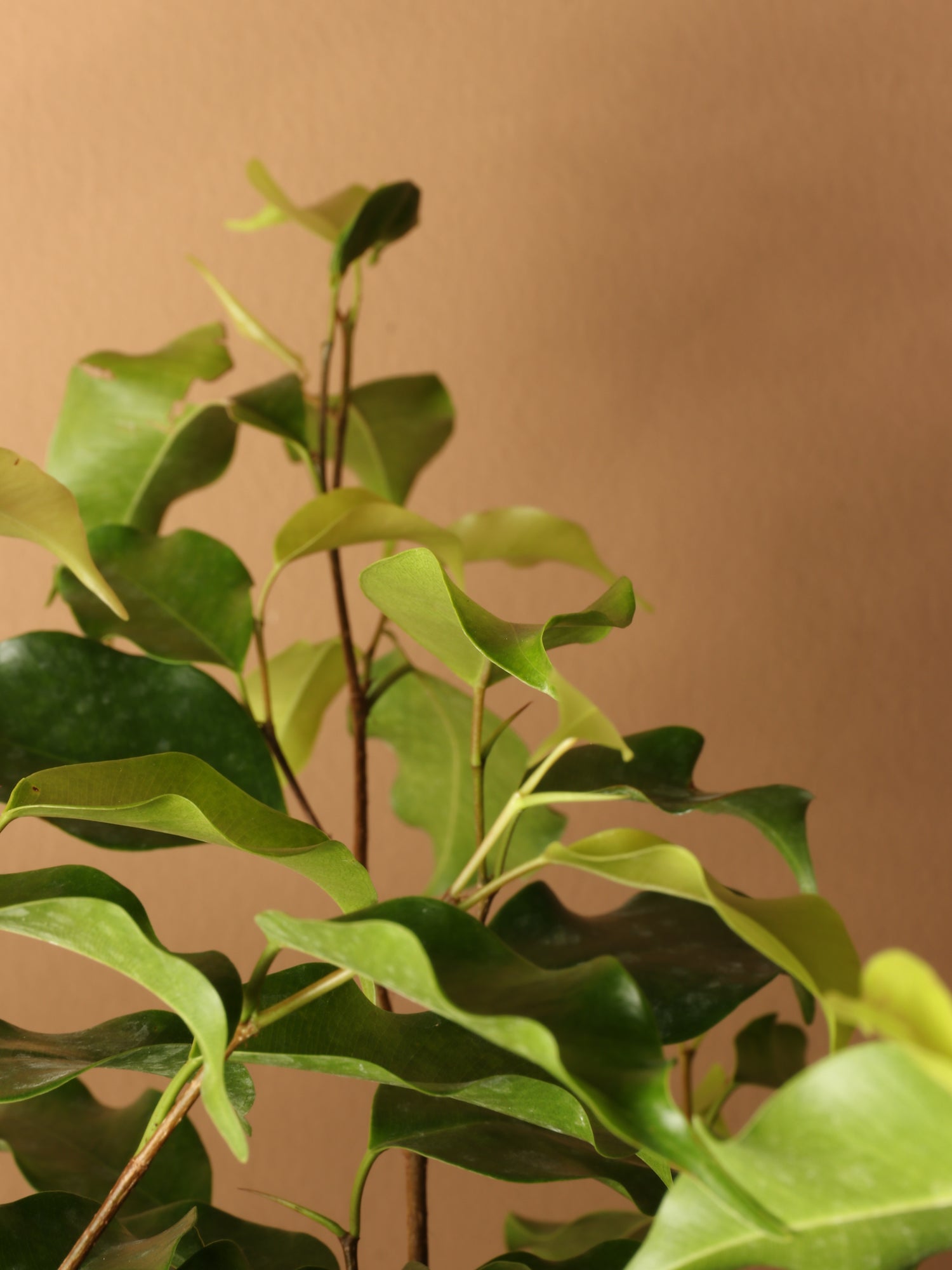 Full Size Ficus Benjamina