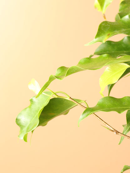 Full Size Ficus Benjamina