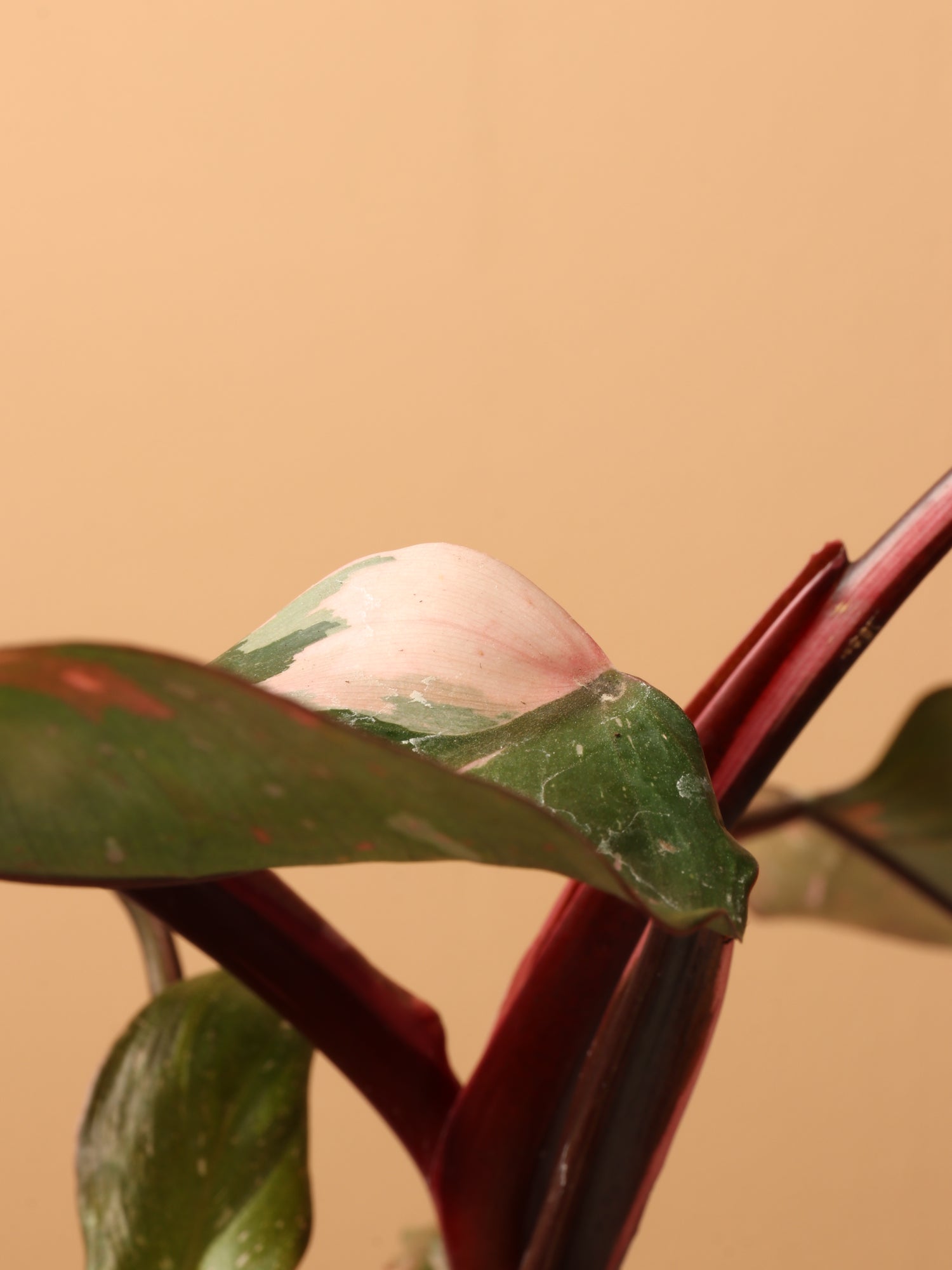buy online philodendron pink princess Small Philodendron 'Pink Princess'
