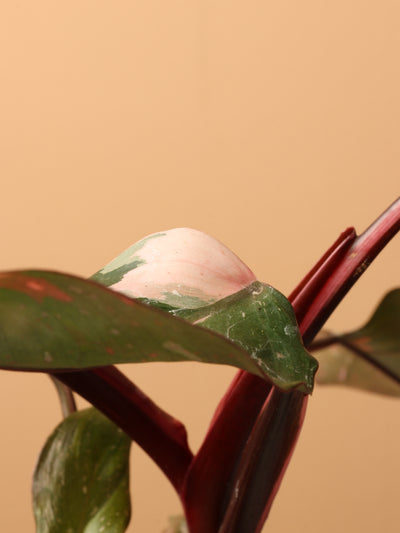 Small Philodendron 'Pink Princess'