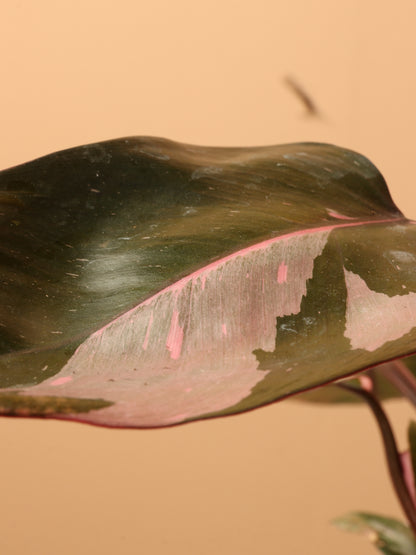Small Philodendron &