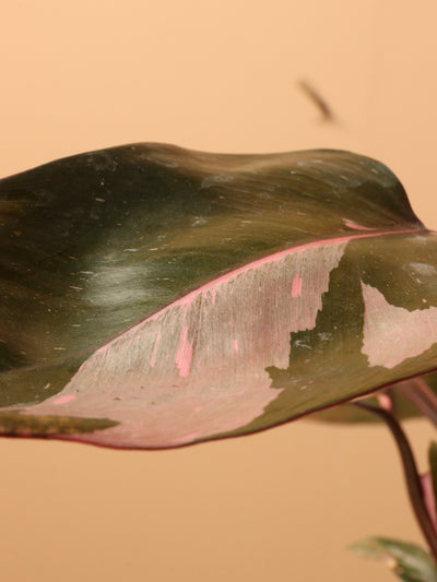Small Philodendron 'Pink Princess'