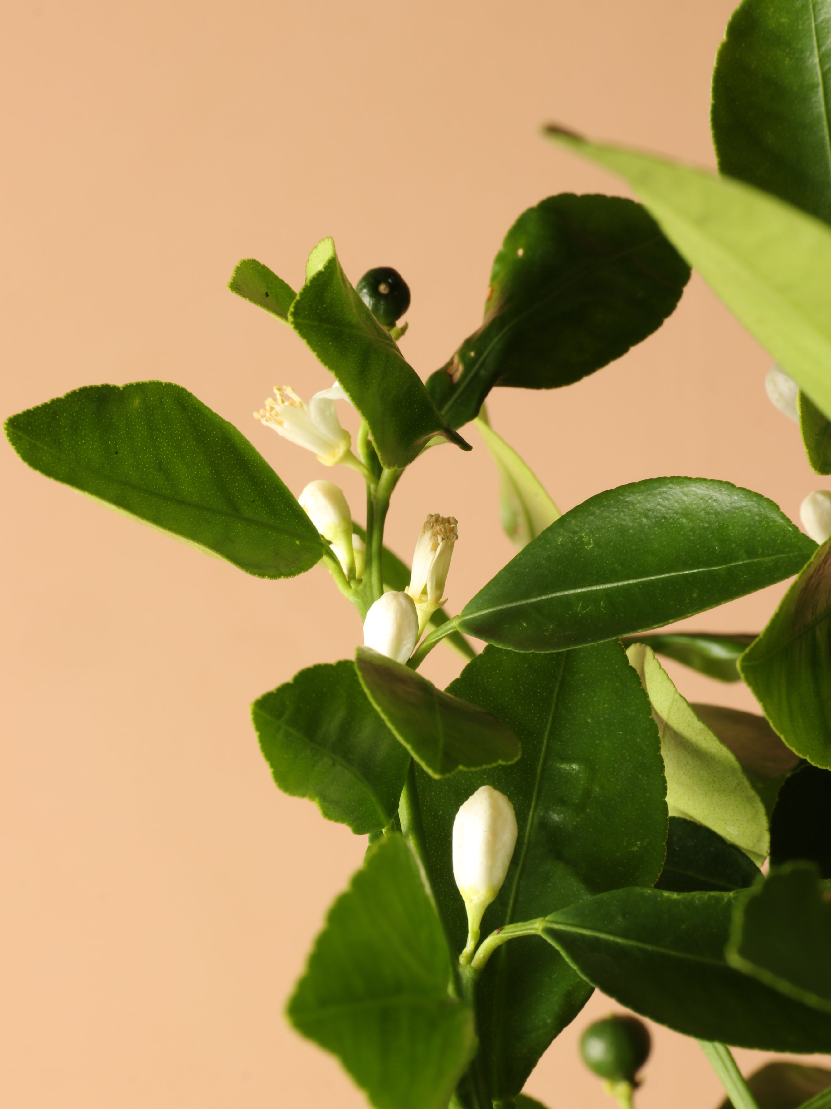Large (Bigger) Calamondin Bush