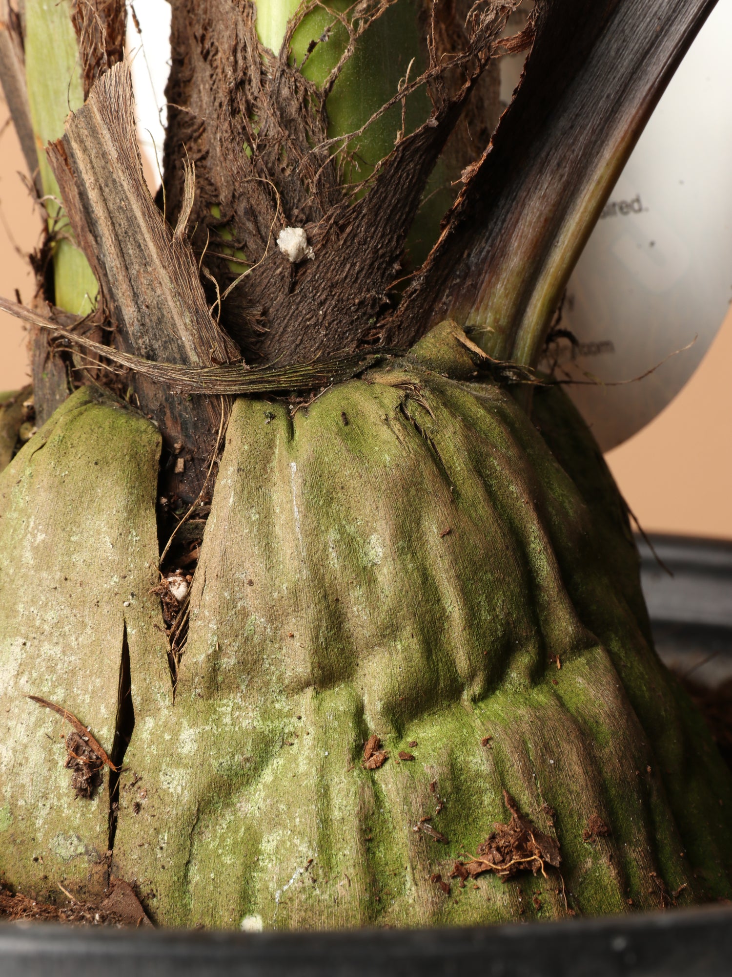 Large Coconut Palm