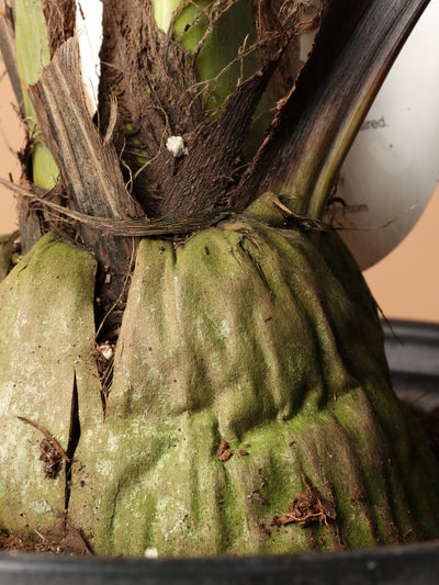 Large Coconut Palm