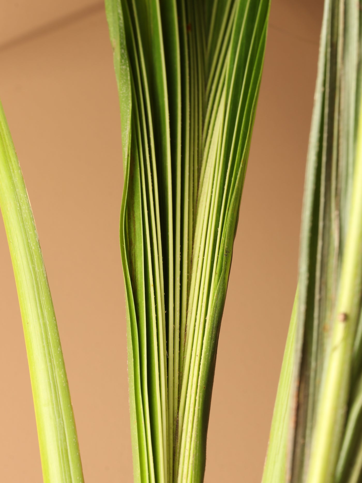 Large Coconut Palm