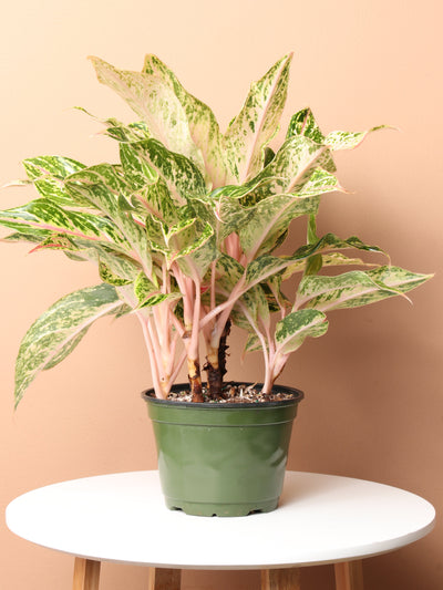 Medium Aglaonema 'Sombat siam'