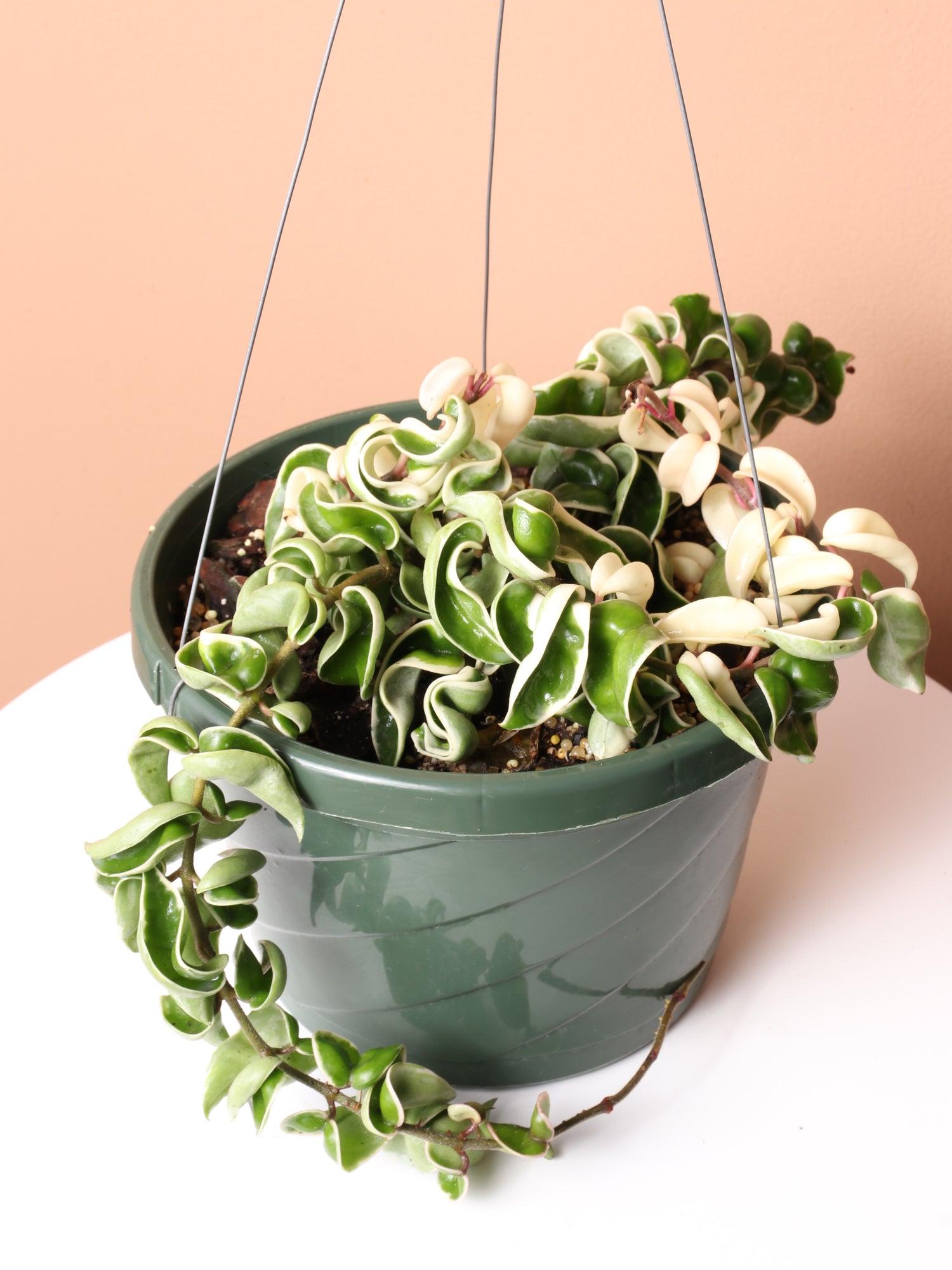 hanging hoya plant Hanging Hoya Hindu Rope (Carnosa Compacta) | Delivered Locally in NYC, NJ, CT, Boston, Providence, Washington DC, Baltimore, Philadelphia, Princeton, Long Island, and Upstate NY