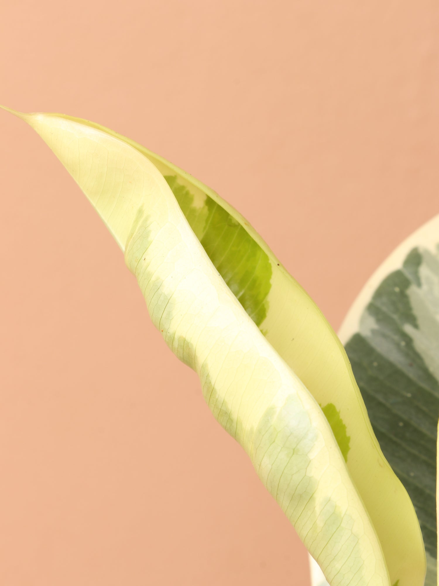 Medium Ficus &