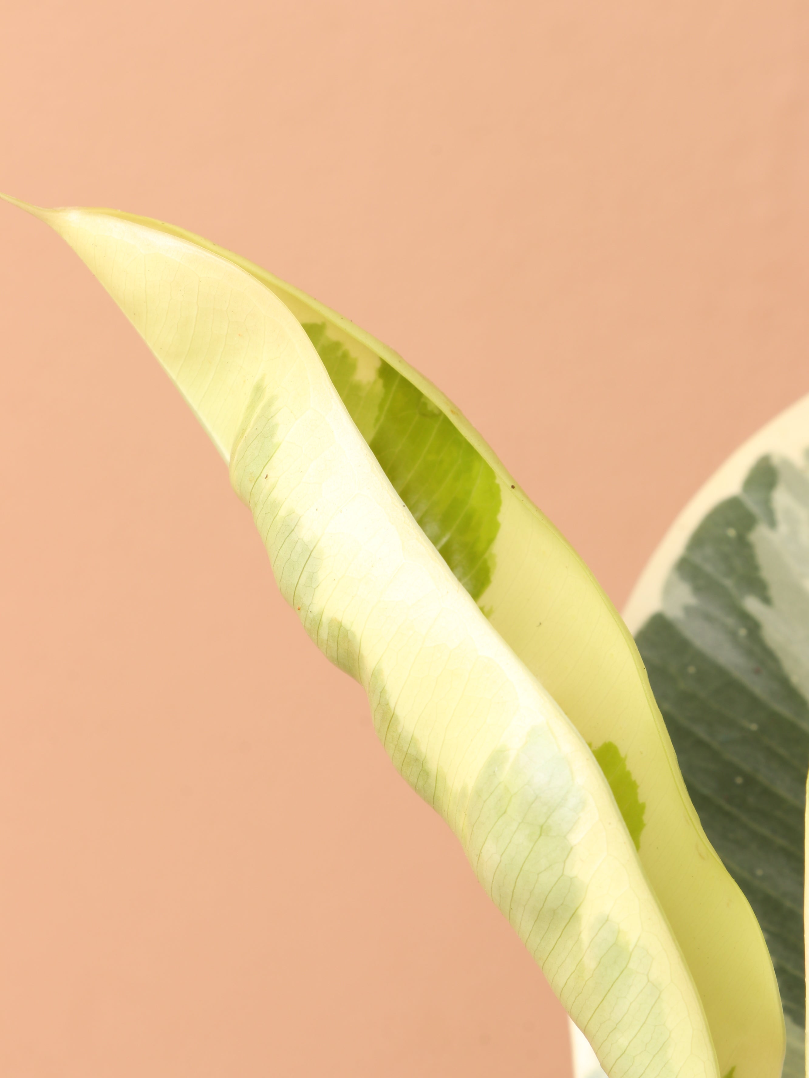 Medium Ficus &