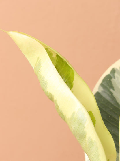 Medium Ficus &