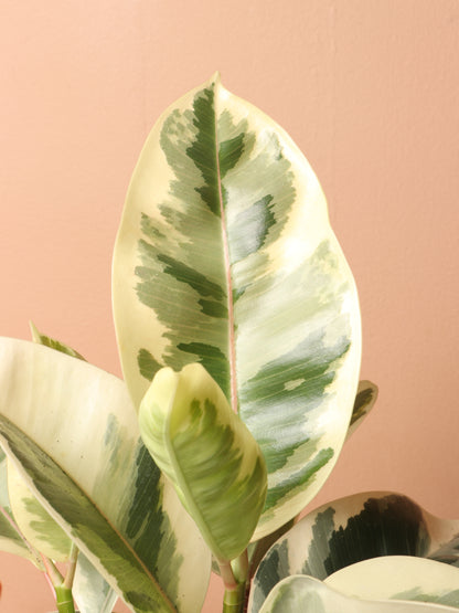 Medium Ficus &