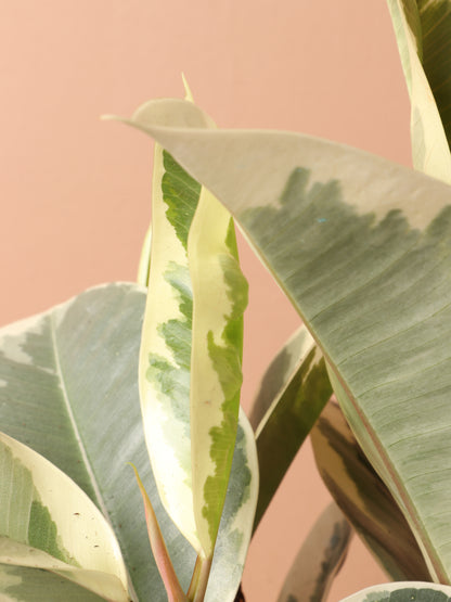 Medium Ficus &